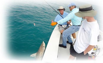 sailfish, jack crevalle & shark fishing west palm beach and boca raton